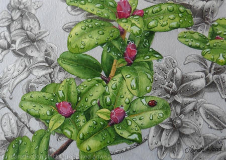 Rhododendron moupinense. Original watercolour, gouache and pencil Art Work.