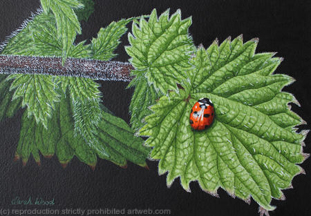 Seven Spot Ladybird, Original watercolour and gouache art work