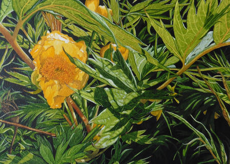 Paeonia, Original watercolour and gouache art work