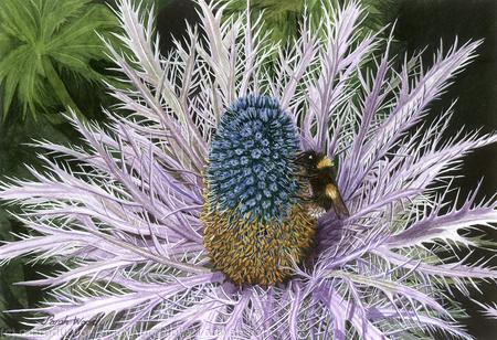 Sea Holly and Bee,Limited Edition Giclee Print 