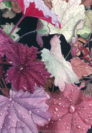 Heuchera Rio, Giclee Print