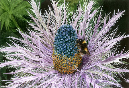 Sea Holly and Bee 