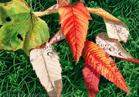 Sycamore and Rhus typhina leaves