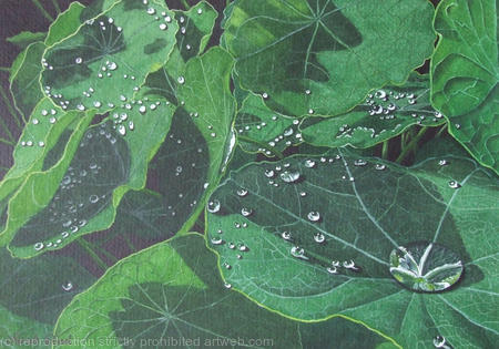 Tropaeolum Original watercolour & gouache Art Work