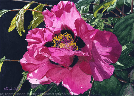 Paeonia, giclee print
