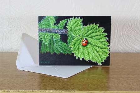 Nettle and Seven Spot Ladybird