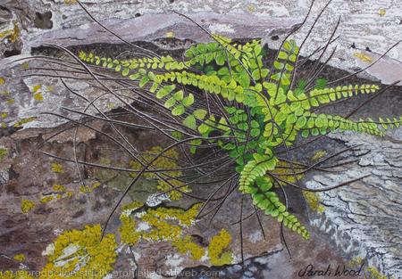 Maidenhair spleenwort, Original watercolour and gouache art work.