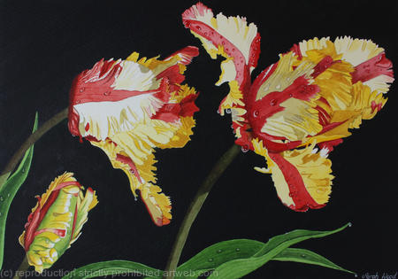 Tulipa Estella Rijnveld, Original watercolour and gouache art work.