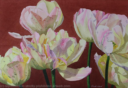 Tulipa Peaches and Cream, Original watercolour and gouache art work.
