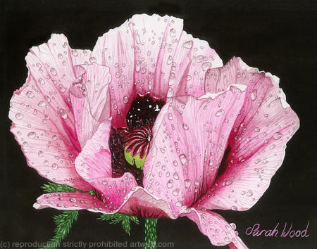 Poppy Papaver, Giclee Print