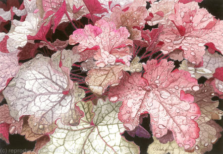 Heuchera hybrida, Silver Heart, Giclee Print