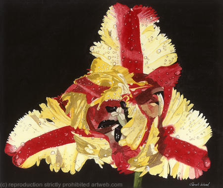 Tulipa Estella Rijnveld, single flower, Giclee Print