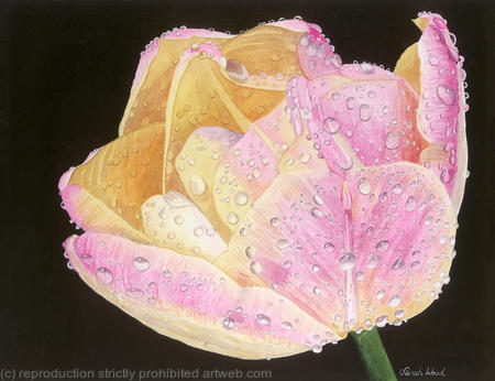 Tulipa Peaches and Cream single flower, Giclee Print