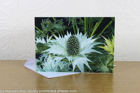 Sea Holly