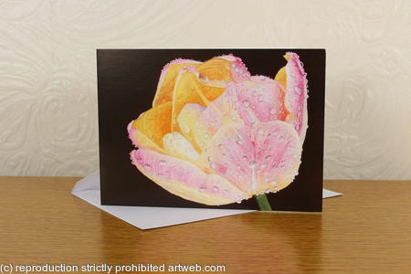 Tulipa Peaches and Cream