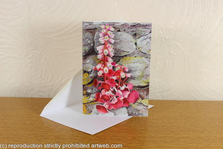 Umbilicus rupestris Navelwort