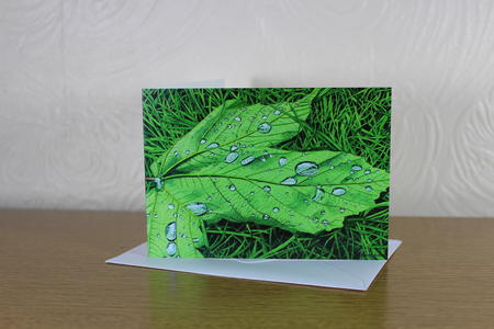 Acer pseudoplatanus Sycamore