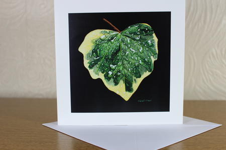 Hedera colchica Dentata Variegata