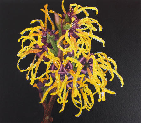 Witch Hazel Original Art Work