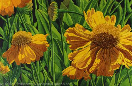 Helenium Original Watercolour and Gouache Art Work