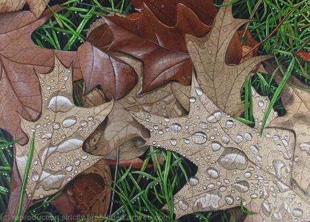 Quercus, Oak Leaves. Original Art work