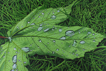 Acer pseudoplatanus, Sycamore Original Watercolour and Gouache Art Work