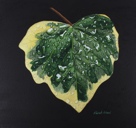 Hedera colchica, 'Dentata Variegata' Ivy original watercolour and gouache art work