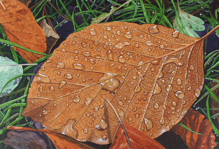 Fagus sylvatic, Beech Leaf original watercolour and gouache art work