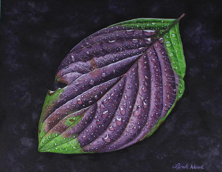 Cornus sanguinea, Dogwood original watercolour and gouache art work