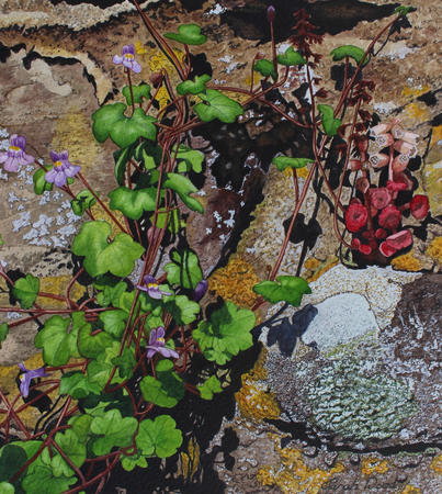 Toadflax and Navelwort