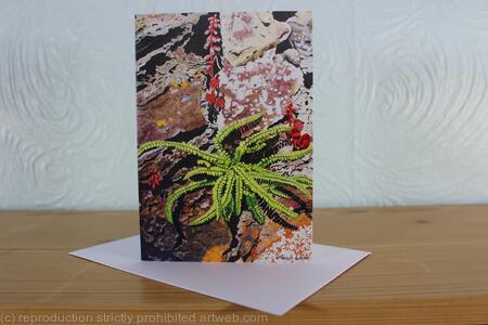 Asplenium trichomanes Maidenhair Spleenwort