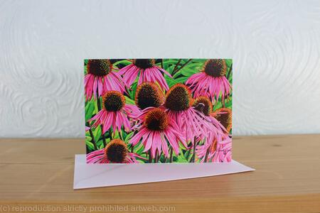 Echinacea purpurea, Coneflower