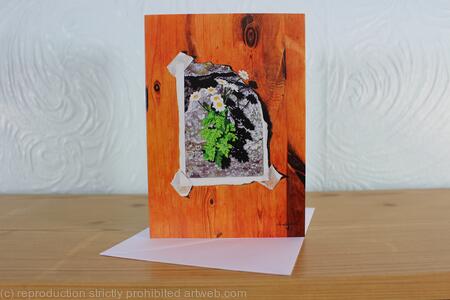 Tanacetum parthenium, Feverfew