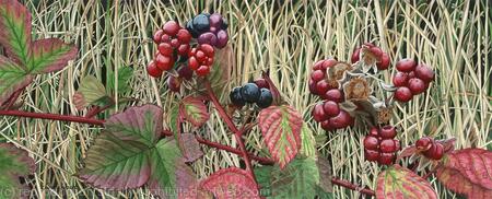 Bramble, Rubus fruticosus