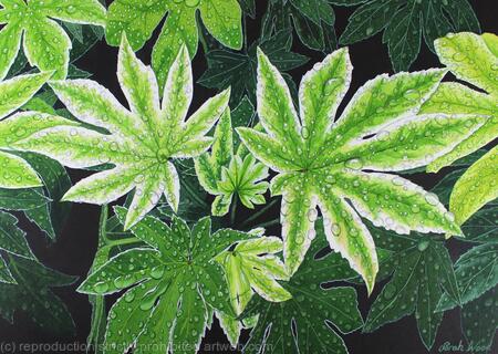 Fatsia japonica