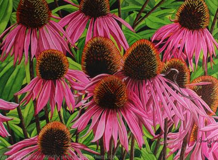 Echinacea purpurea, Coneflower