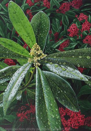 Skimmia 'Kew Green'