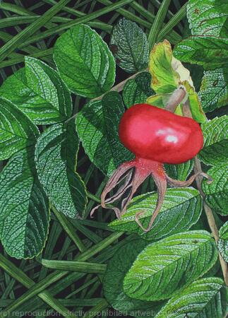 Rose Hip, Rosa rugosa