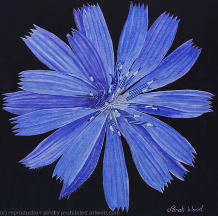 Chicory
