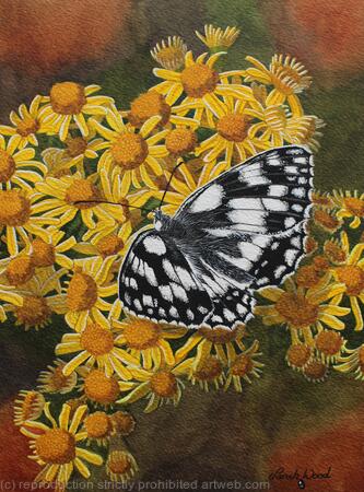 Marbled White Butterfly