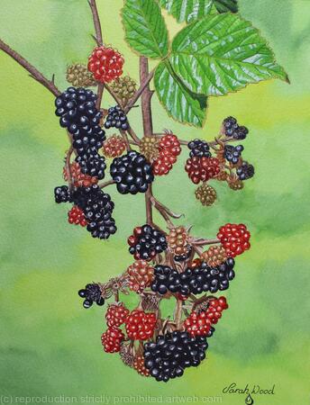Brambles and Ladybird