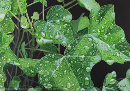 Ivy and Raindrops