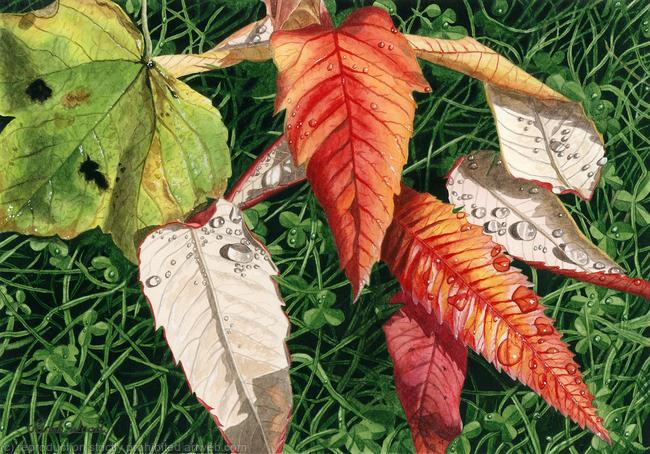 Sycamore and Rhus typhina leaves. Limited Edition