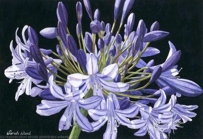 Agapanthus. Limited Edition