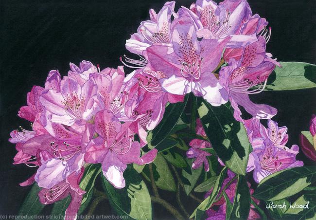 Rhododendrons. Giclee Print