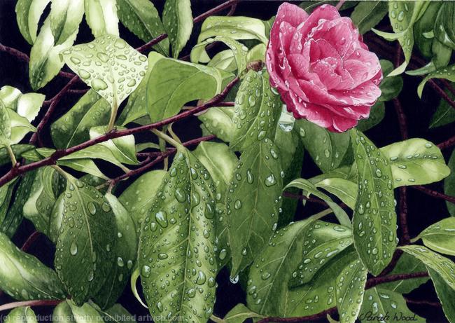 Camellia with raindrops,Original Watercolour and gouache Art Work