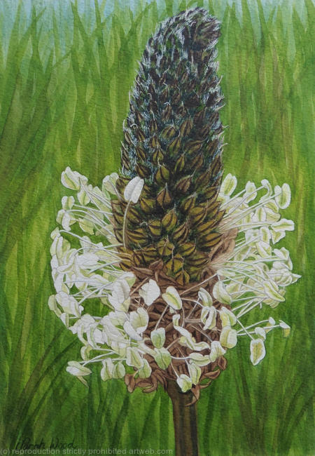 Plantago lanceolata. Original Watercolour and Gouache Art Work