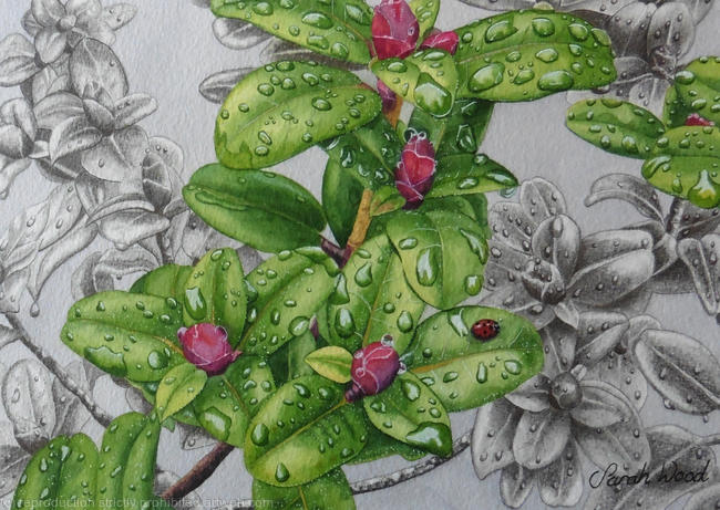 Rhododendron moupinense. Original watercolour, gouache and pencil Art Work.