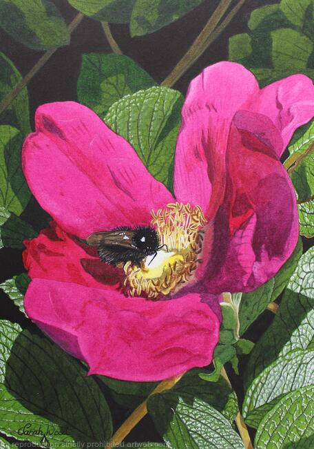 Rosa rugosa and Bee