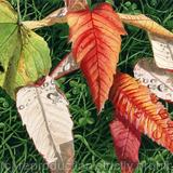 Sycamore and Rhus typhina leaves. Limited Edition